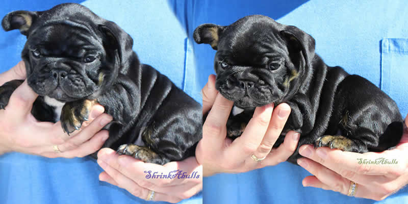 Black French Bulldog Puppies For Sale